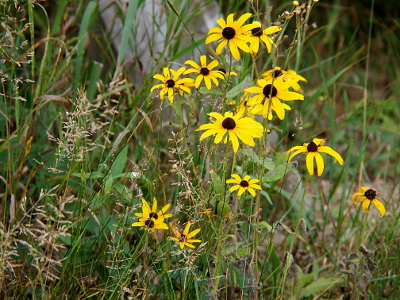 [About a dozen medium-sized flowers with yellow petals and brown, cone-like centers.]